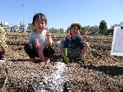 さつまいも掘り🍠