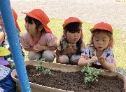 苗植え🍅🍆🥒