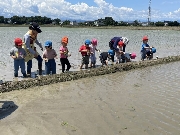 田植え